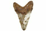 Fossil Megalodon Tooth From Angola - Unusual Location #259440-1